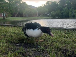 Recently deceased black duck stands in grass in front of turtle pond.
